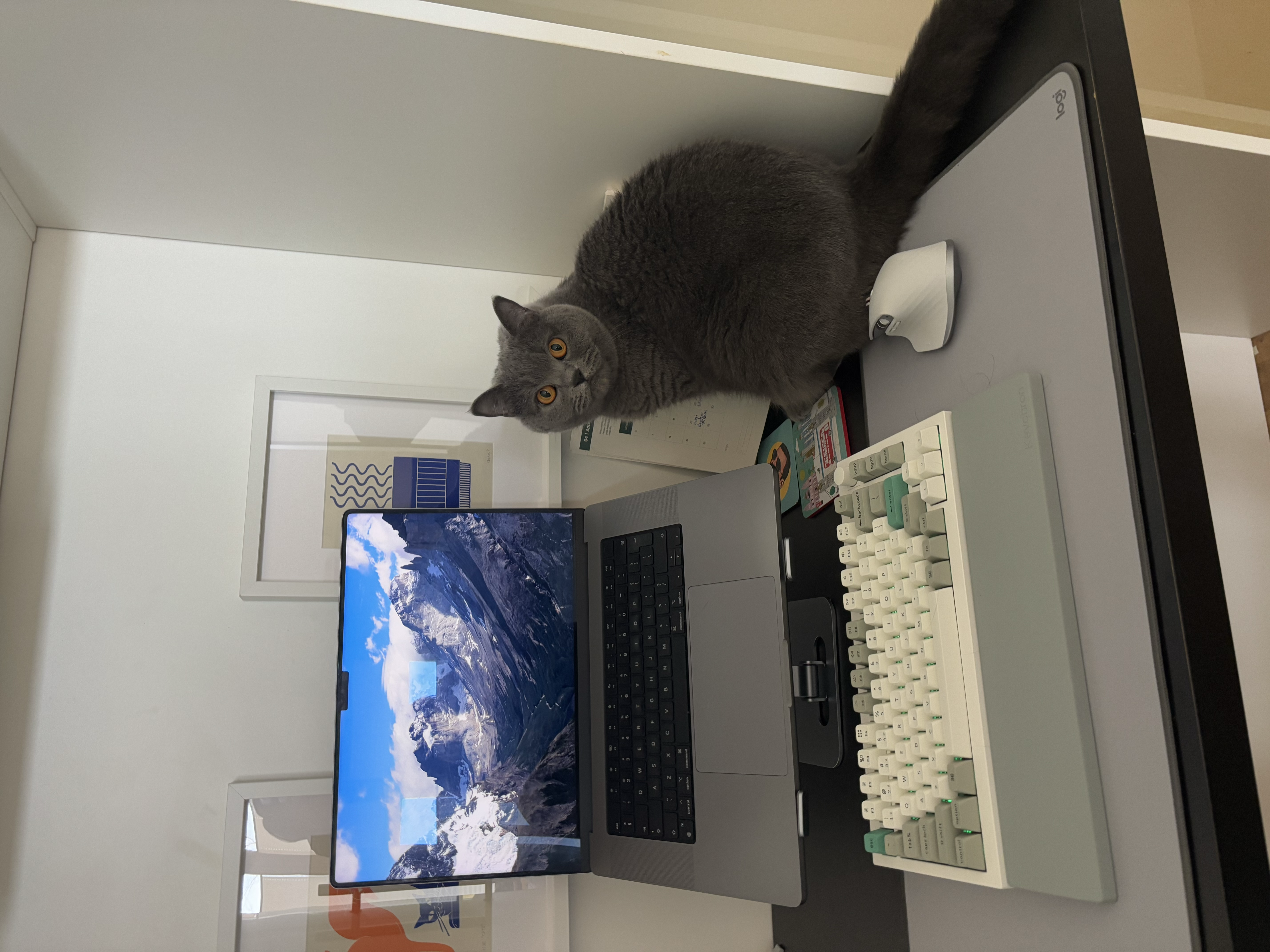 Office with a cat